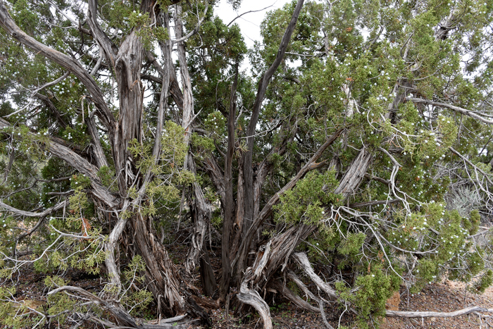 California Juniper is a perennial shrub or medium sized tree with gray bark with ex-foliating thin strips, the outer layers persistent. Juniperus californica